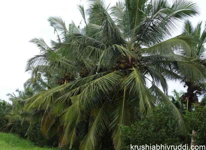 healthy coconut palms