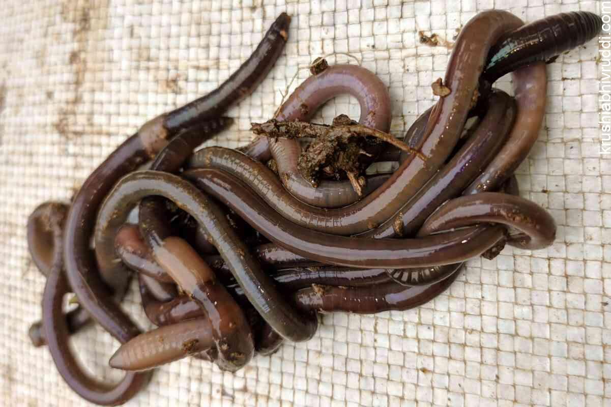 ನಮ್ಮೆಲ್ಲರ ಹೊಲದಲ್ಲಿ ಇರುವ ಎರೆಹುಳು.Humus feeder worms  