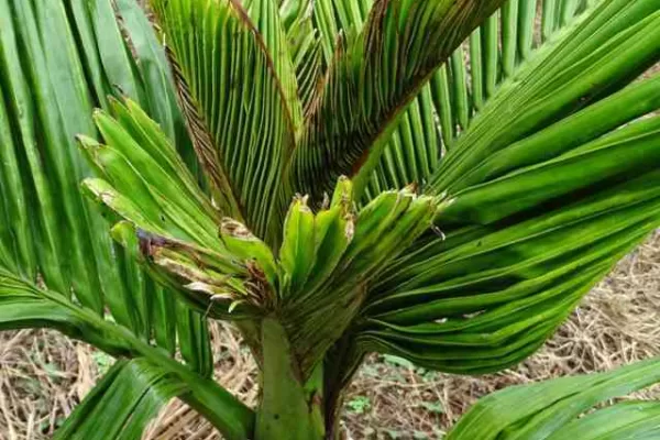 ಅಡಿಕೆ ಮರದ ಸುಳಿ ಬಂದ್ ರೋಗ ನಿವಾರಣೆ