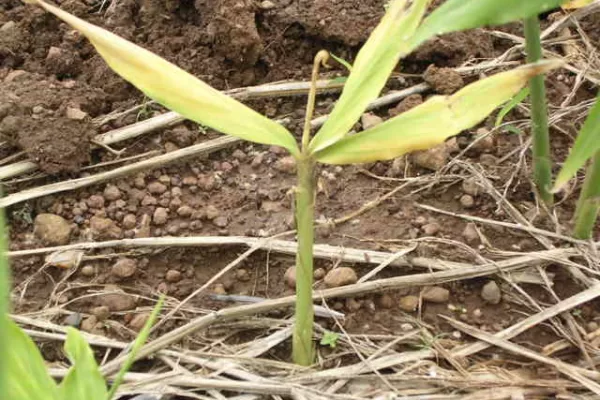 ಶುಂಠಿ ಕೊಳೆ ರೋಗಕ್ಕೆ ಪರಿಹಾರ