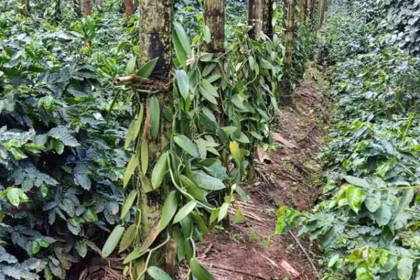 ಹೊಸತಾಗಿ ತೋಟ ಮಾಡುತ್ತೀರಾ