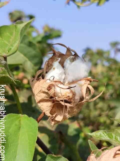 Cotton pink boll worm  damage 