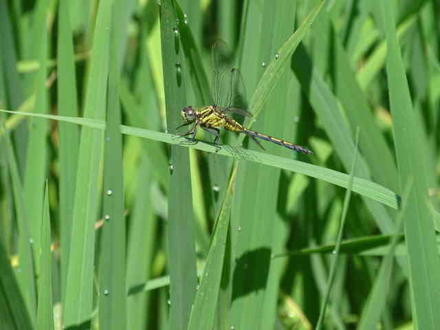 Paddy pest eater Dragon fly