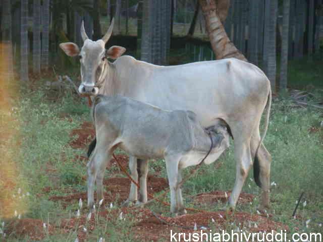 Local cow hallikar- ಕರ್ನಾಟಕದ ಸ್ಥಳಿಯ ತಳಿ ಹಳ್ಲಿ ಕಾರ್