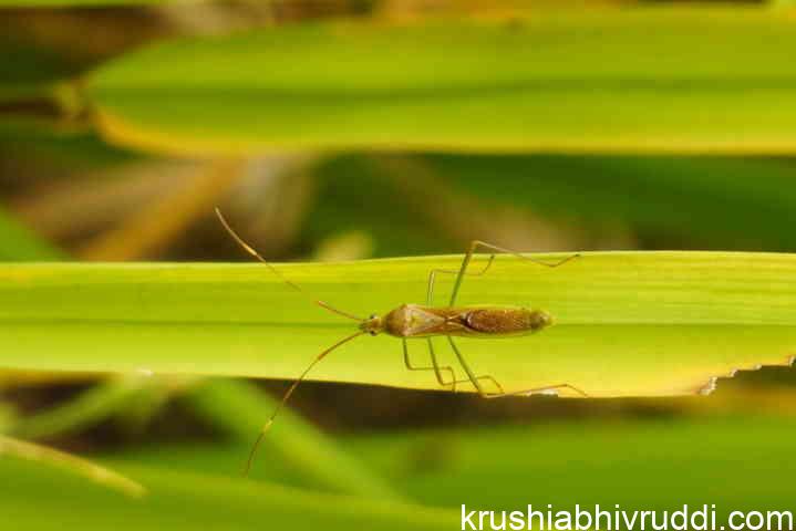 ಭತ್ತದ ಬೆಳೆಯಲ್ಲಿ ಪ್ರಮುಖ ಕೀಟ ಬಂಬು-paddy pest gundi bug 