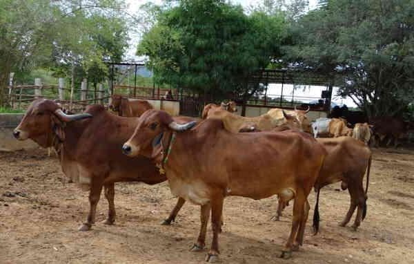 Gir cow India's local breed - ಭಾರತದ ದೇಸಿ ತಳಿ ಗಿರ್