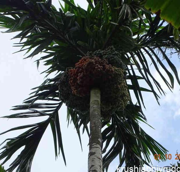 areca nut palm with full yield