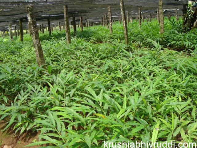  Cardamom plants 