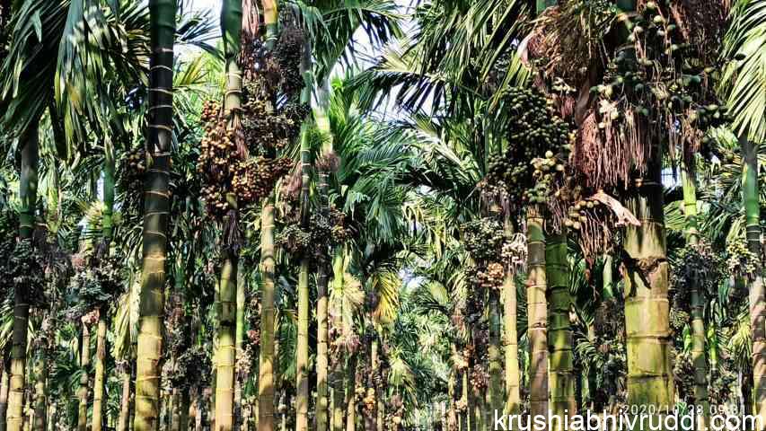 6 ನೇ ವರ್ಷಕ್ಕೆ ಅಡಿಕೆ ಬೆಳೆಯ ಫಸಲು- Areca nut yield in 6th year