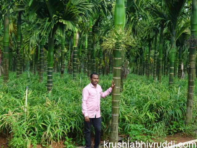 Rafik with his areca and ginger 