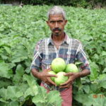 brinjal grower