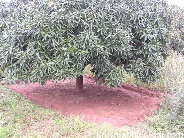 ಮಾವಿನ ಮರದ ಬುಡವನ್ನು ಮಳೆಗಾಲ ಕಳೆದ ತಕ್ಷಣ ಹೀಗೆ ಸ್ವಚ್ಚ ಮಾಡಬೇಕು. Clean the base of mango plant after monsoon ends.
