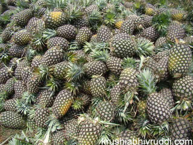 Pineapple Shridhara gowda