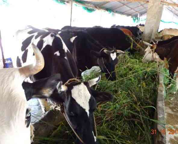 Cows feeding hybrid grass