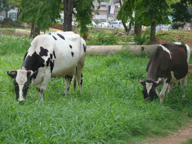cows in open field grazing