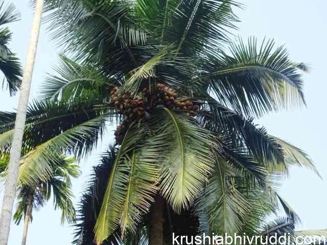 ಉತ್ತಮ ಇಳುವರಿ ಕೊಡುವ ಮರದ ಶಿರ ಭಾಗದ ಲಕ್ಷಣ – nature of high yielding coconut plant 