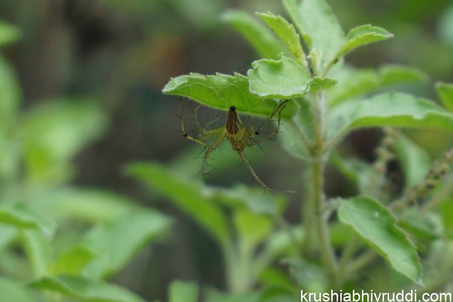 this spider eat many harmful pests 