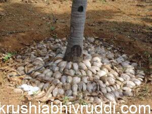 Coconut husk mulching to base of coconut plant 