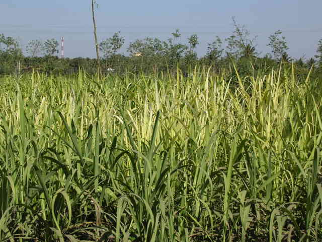 Zink deficiency in sugarcane 