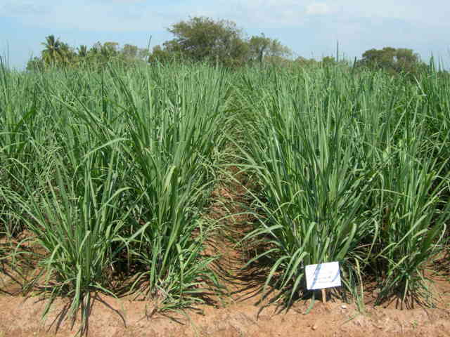 Sugarcane plants 