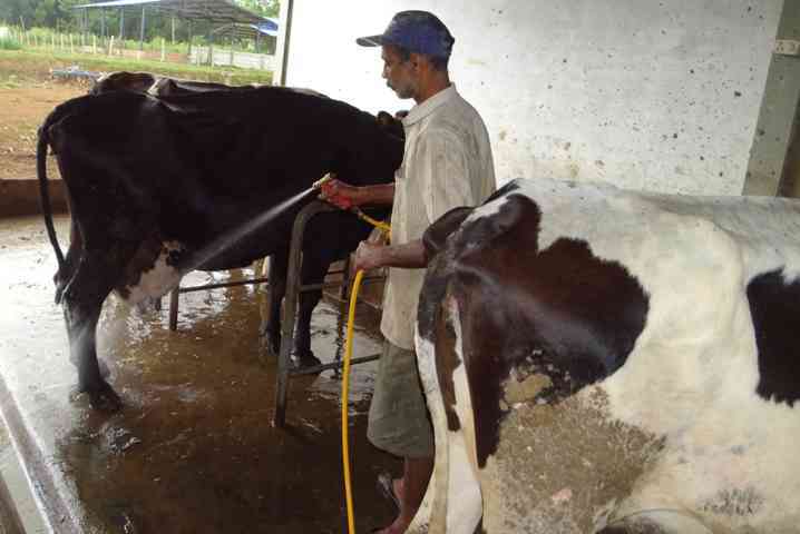 washing helps to control the cows 