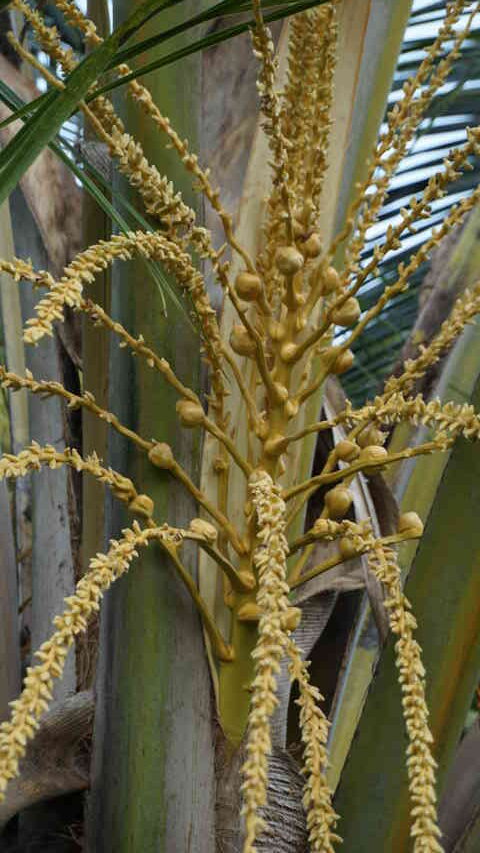 Inflorescence of coconut 