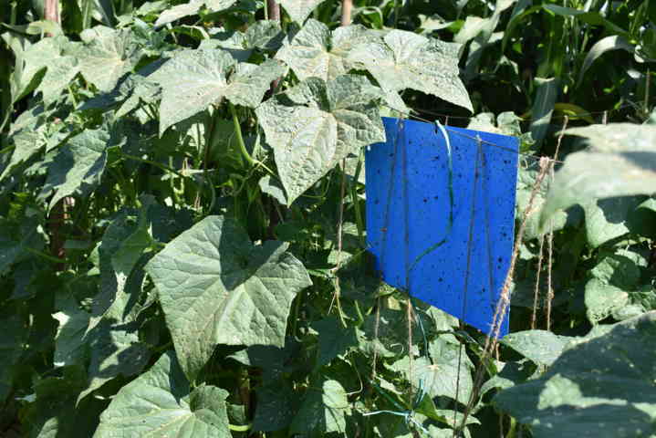 ತರಕಾರಿಗಳಿಗೆ ಬಳಸುವ ನೀಲಿ ಅಂಟಿನ ಹಾಳೆ ಹಟ್ಟಿಯಲ್ಲಿ ನೇತಾಡಿಸುವುದು ಅಗತ್ಯ .  Blue sticky trap 