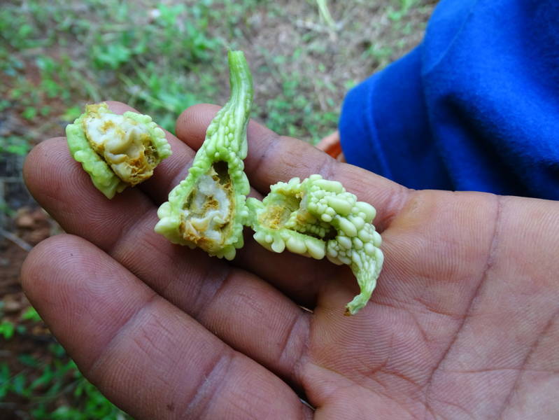Bitter gourd rotting by fruit fly damage 