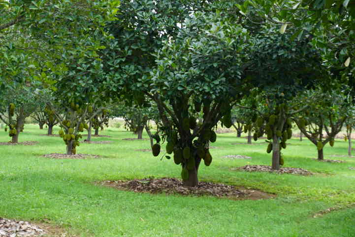 Grafted jack tree 