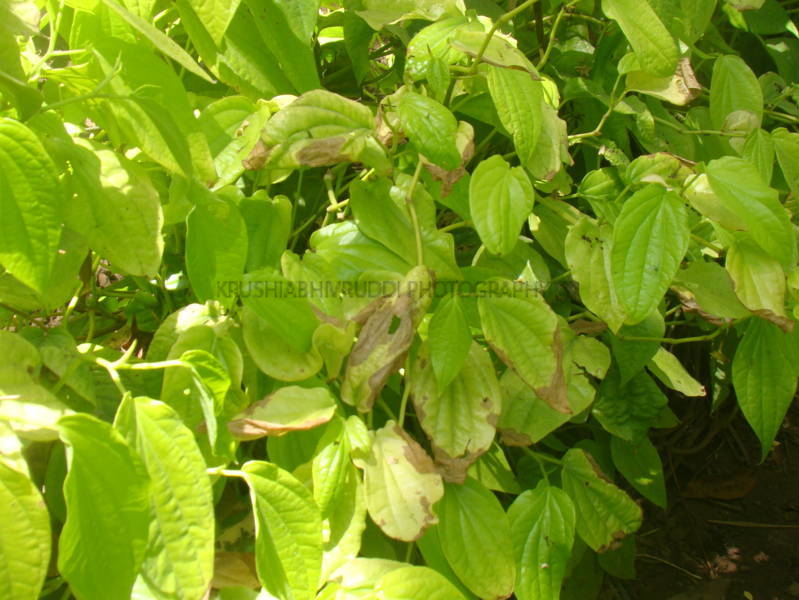 Disease of betel vine 
