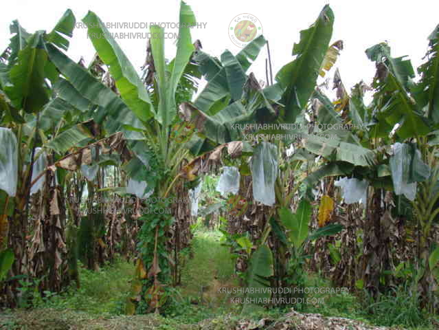 ಬಾಳೆ ಗೊನೆಗೆ ಕವರ್ ಮಾಡಿದ ಬಾಳೆ ತೋಟ -Bunch covered banana plantation 