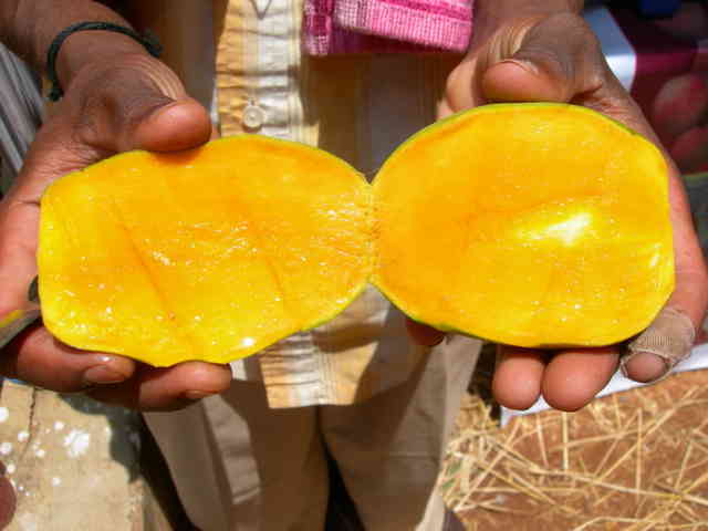 In side colour of non ripe mango-  ಎಳೆಯ ಮಾವಿನ ಕಾಯಿಯ ತಿರುಳು