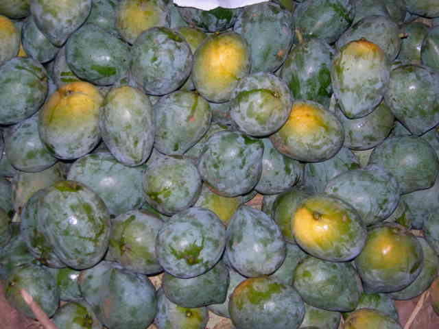 Shining of ripe mango - ಬಲಿತ ಮಾವಿನ ಕಾಯಿಯ ಹೊಳಪು