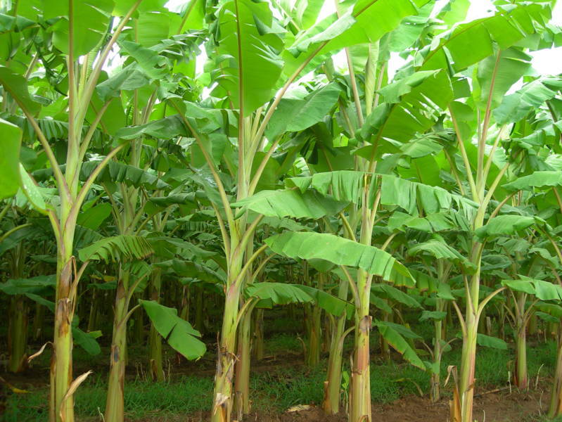 banana plants