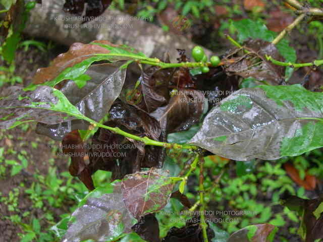 leaf rot by rain 