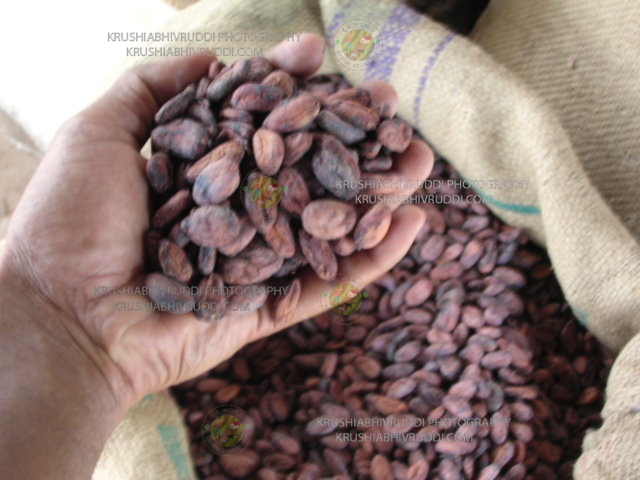 Drayed coco seeds 