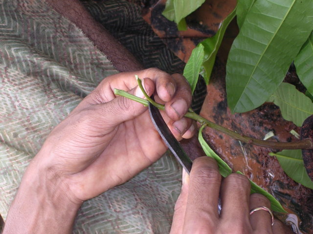 ಕಸಿಗೆ ತಯಾರಿ -root sock cutting 