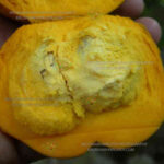 egg fruit