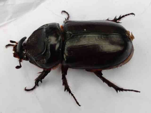Rhinoceros beetle 