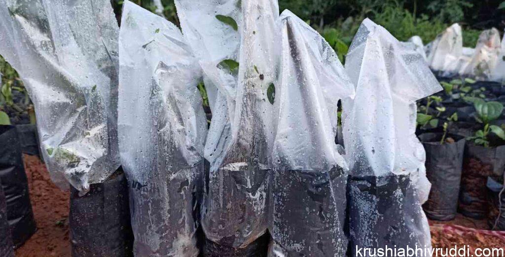 polythene cover to protect tender plants 