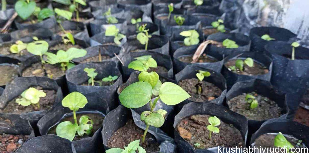 seeds placed in poly bags 