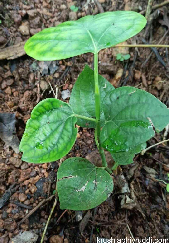 seed germinated grown plant 