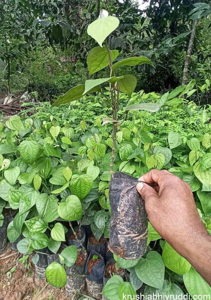 seed raised plant