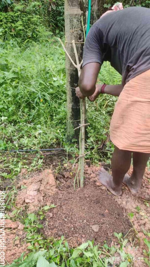 pepper vine planting 