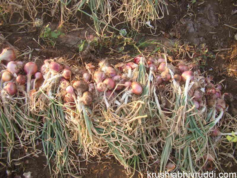 Harvested Onion