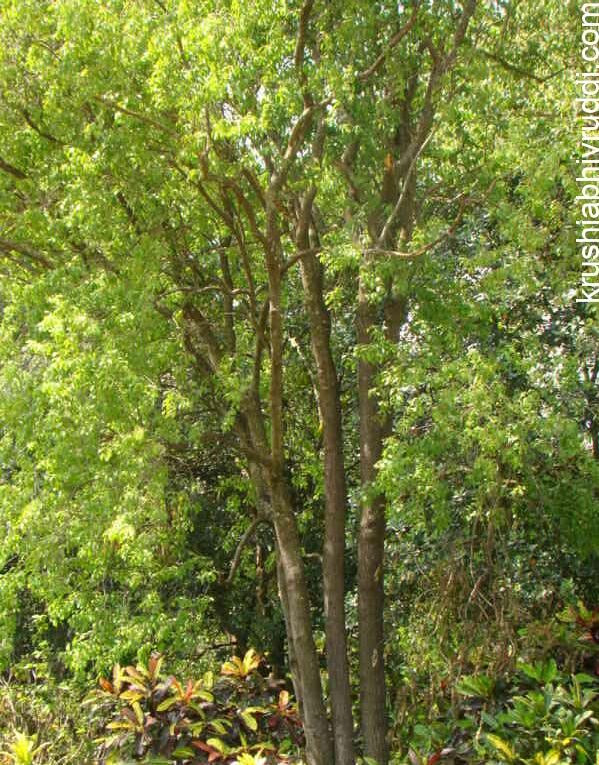 sandalwood at Lalbhag  Campus Bangalore 