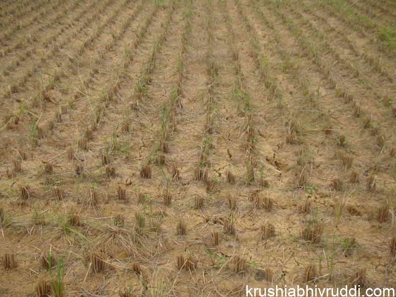 do not cut much paddy straw