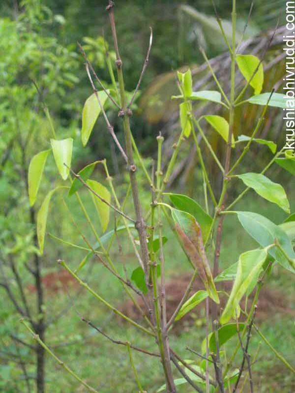 Leaf fall is common in low laying area