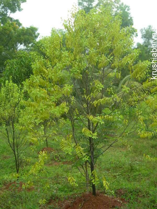 sandalwood plant at heavy reinfall areas are poor in growth
