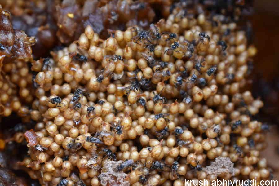Dammer bee eggs and bees 